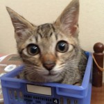 孟蘭盆会永代経法要